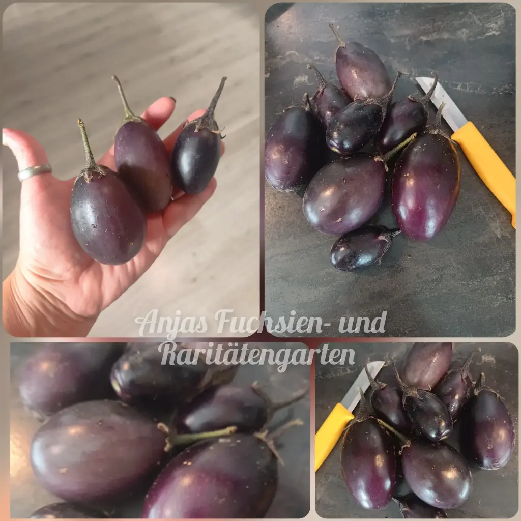 Aubergine 'Baby'