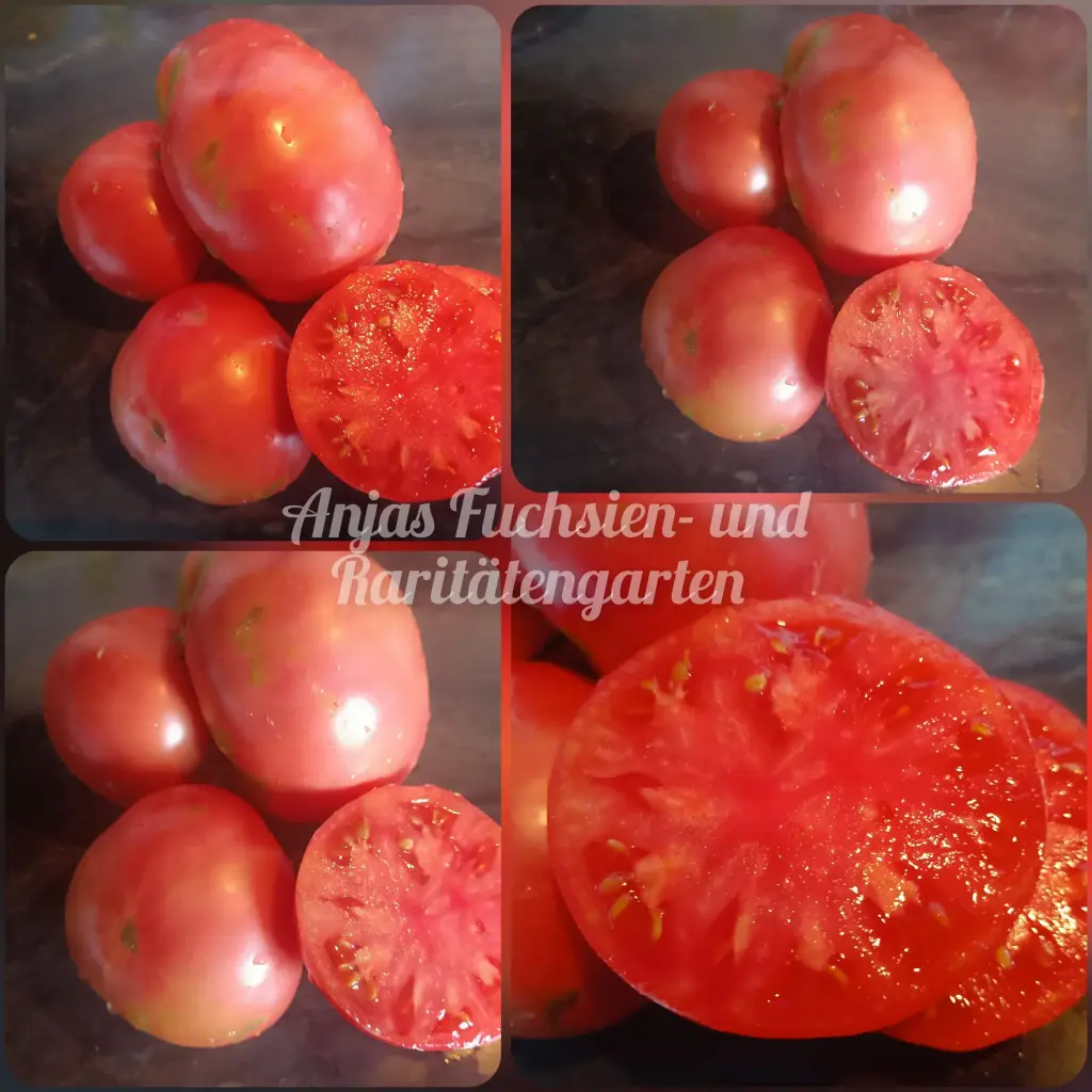 Tomate 'Flin Flon'