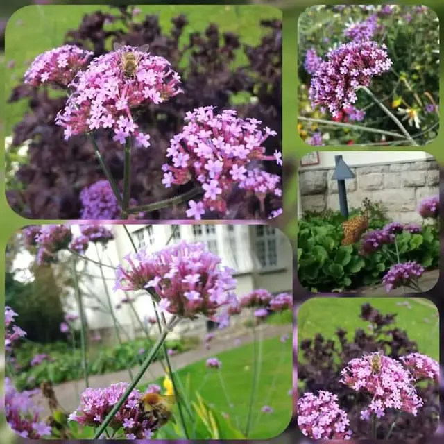 Patagonisches Eisenkraut