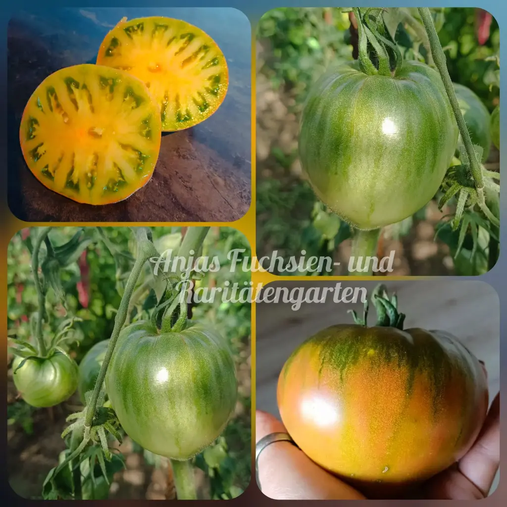 Tomate 'True Colors'