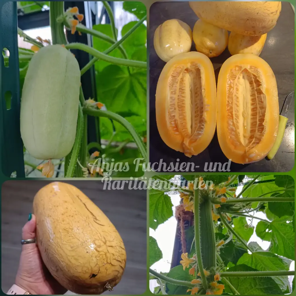 Thailändische Riesengurke