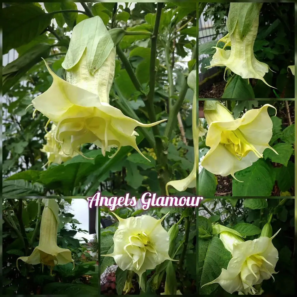 Engelstrompete 'Angels Glamour' Steckholz