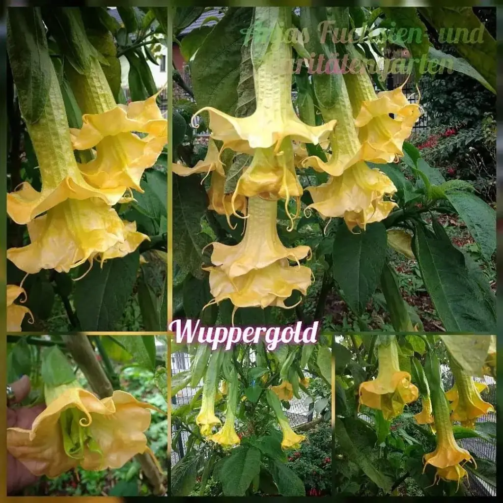 Engelstrompete 'Wuppergold' Steckholz 