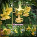 Engelstrompete 'Wuppergold' Steckholz 