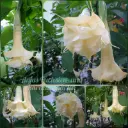 Engelstrompete 'Angels Proud' Steckholz   