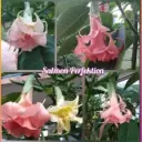 Engelstrompete 'Salmon Perfektion' Steckholz