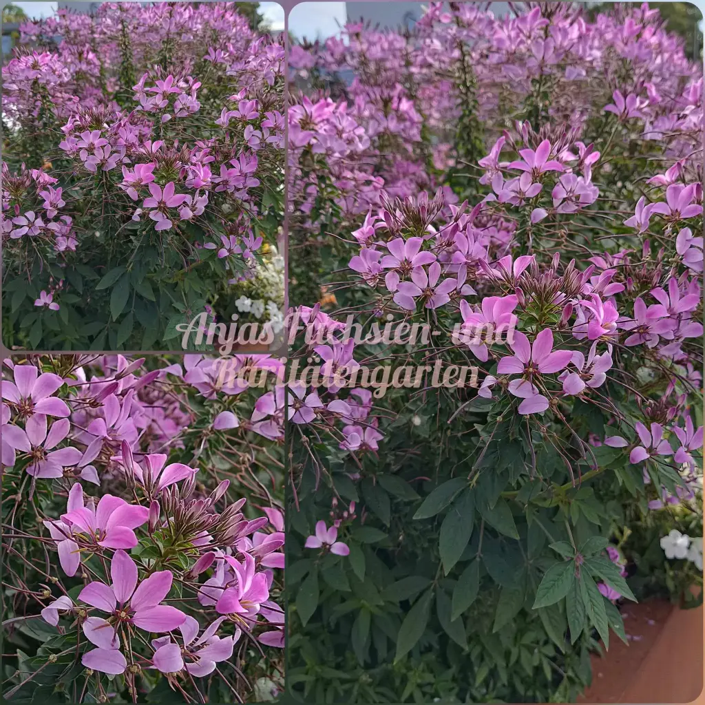 Pinke Spinnenblume
