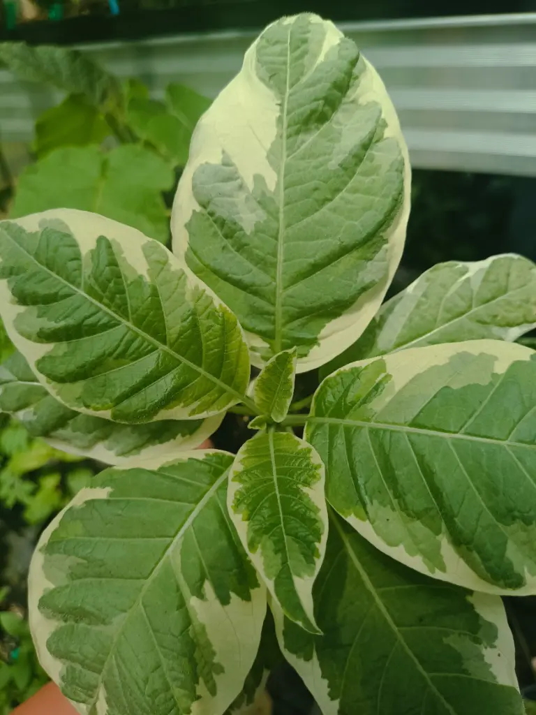 Engelstrompete 'Katrien Bonte' Steckholz 