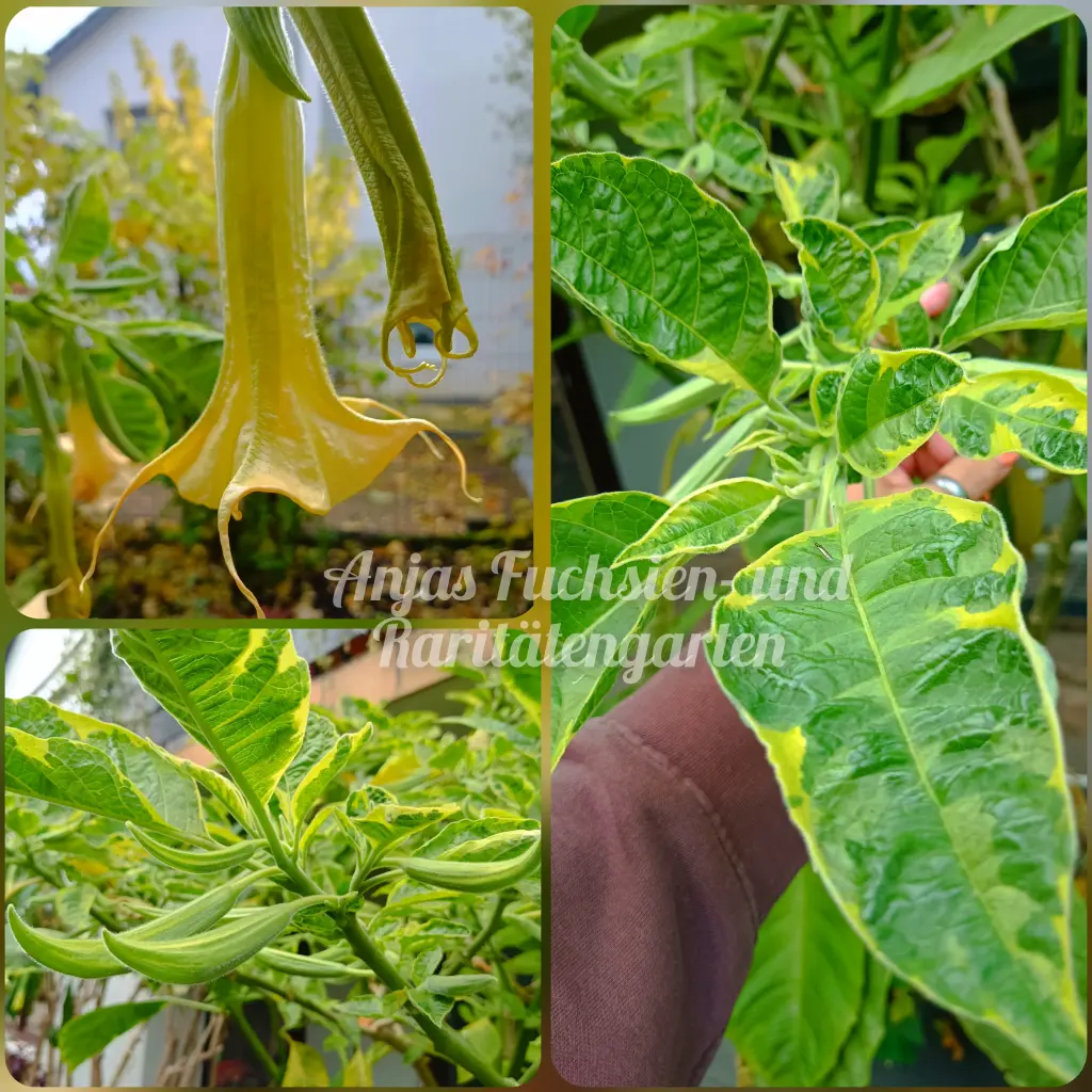 Engelstrompete 'Grazie variegata' Steckholz