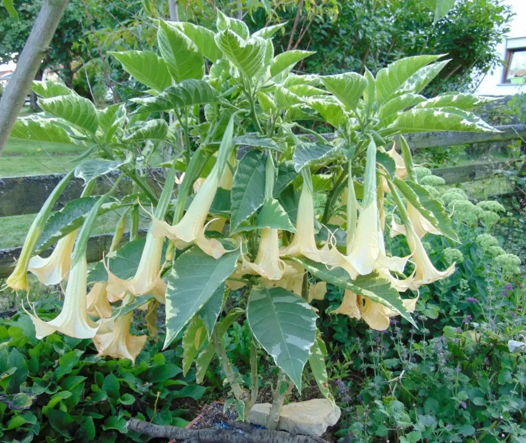 Engelstrompete 'Maya' Steckholz 