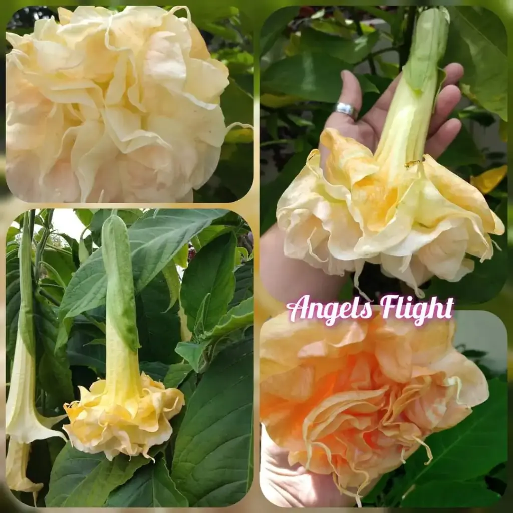 Engelstrompete 'Angels Flight' Steckholz 