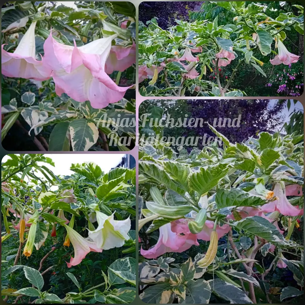 Engelstrompete 'Miners Claim' Steckholz  