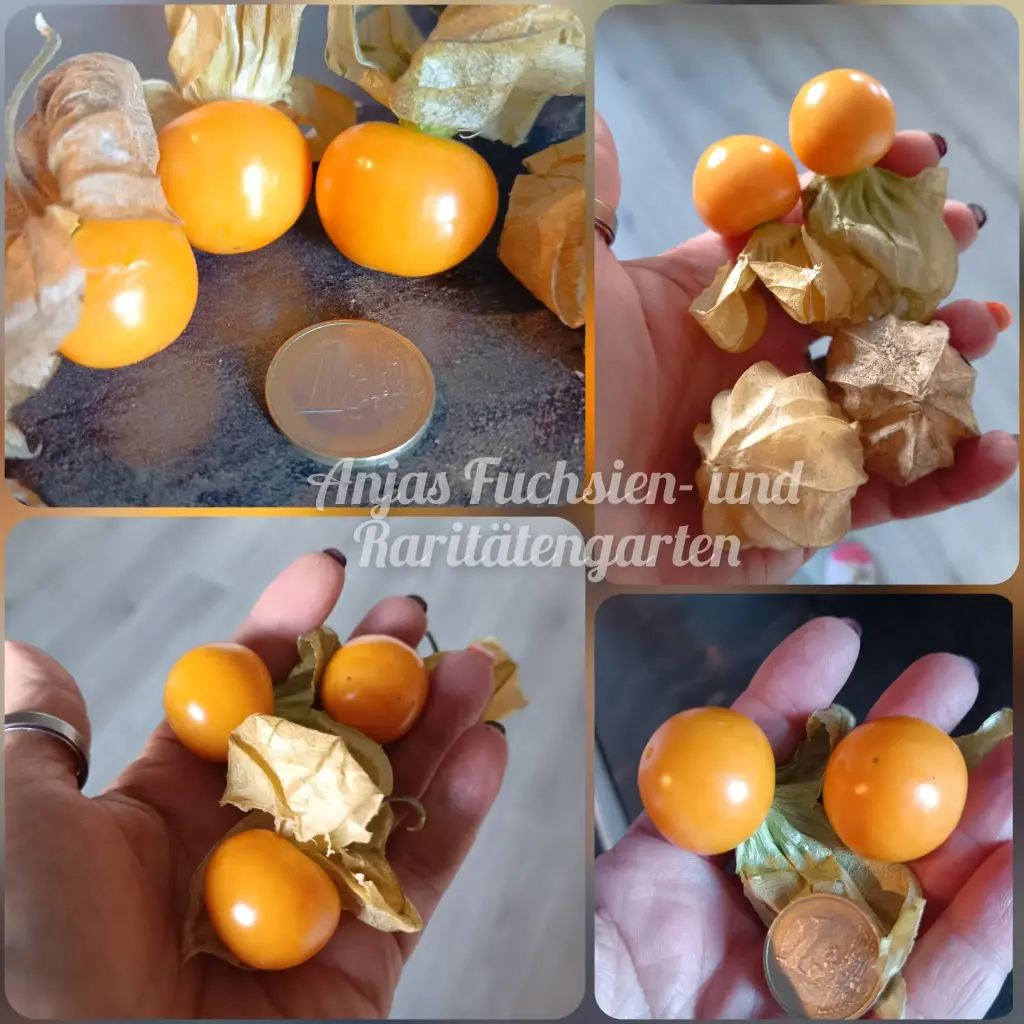 Riesenphysalis 'Chiang Mai'