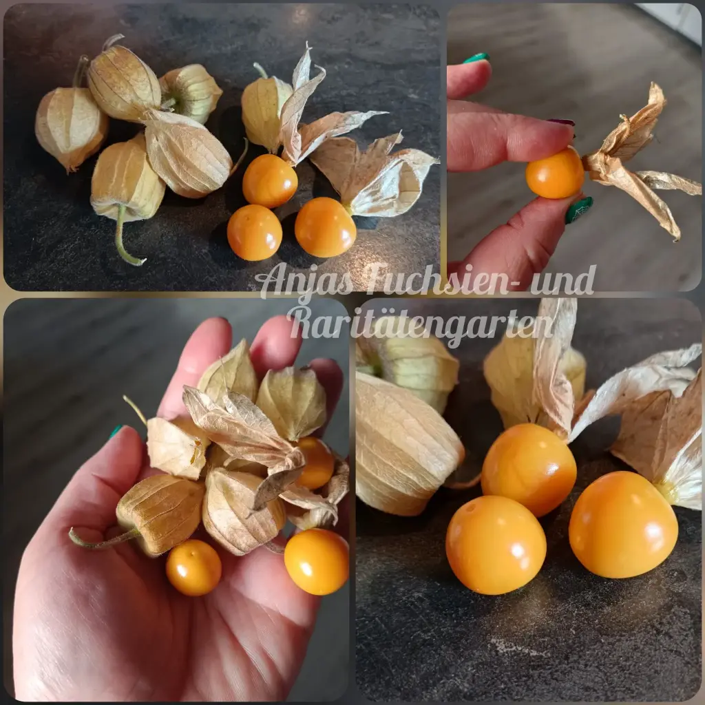 Honigphysalis 'Filantrop'