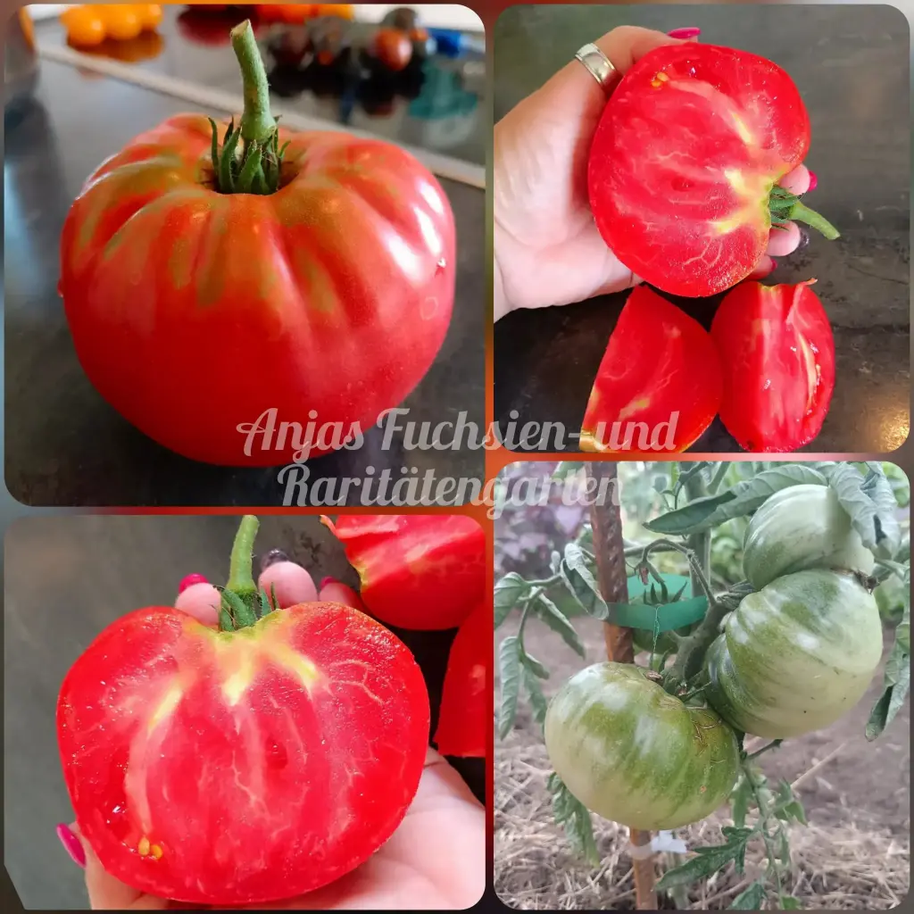 Tomate 'German Queen'