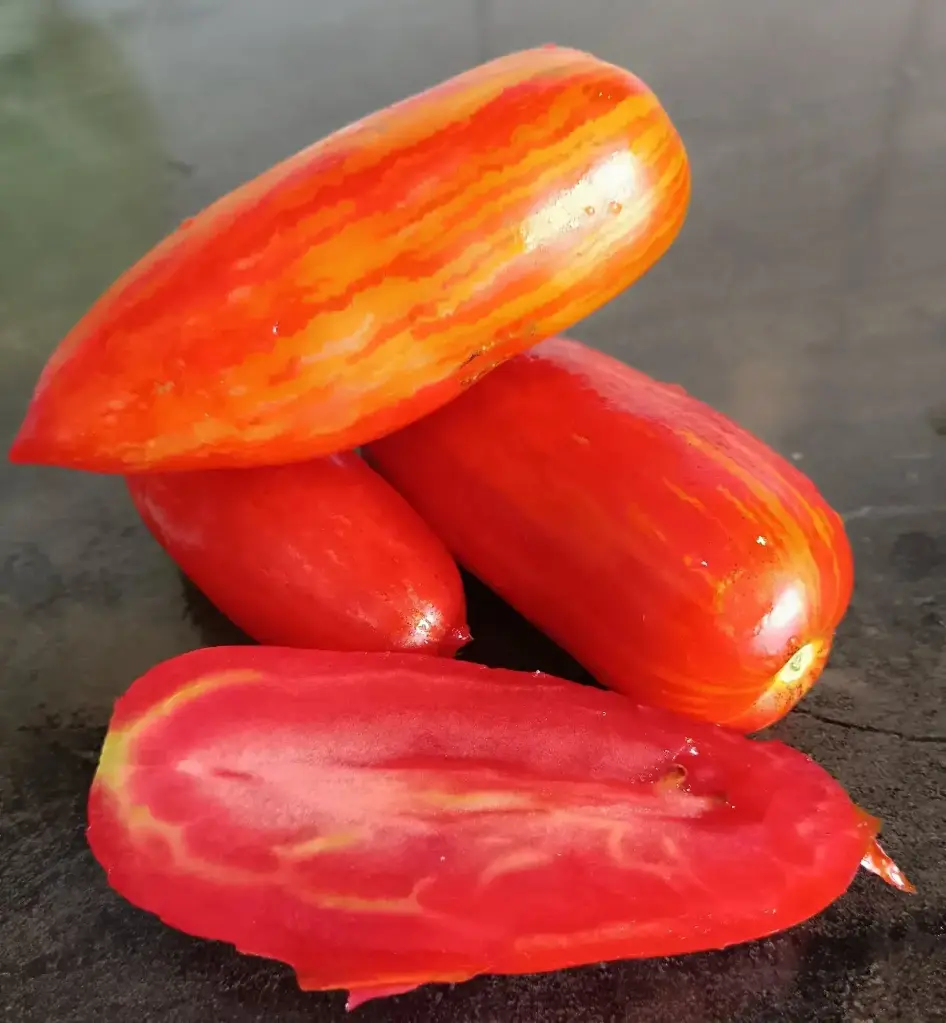 Tomate 'Roman Strieé