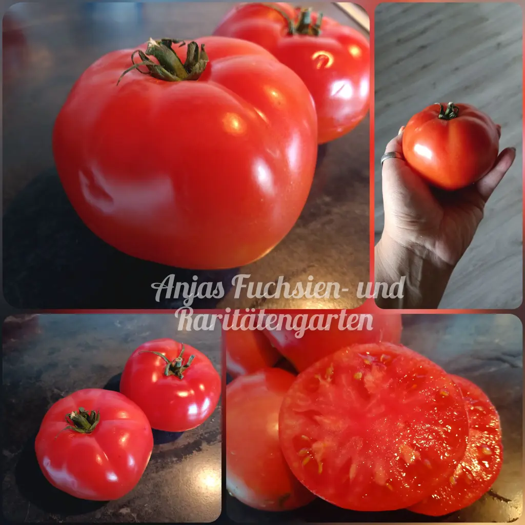 Tomate 'Olena Urkainian'