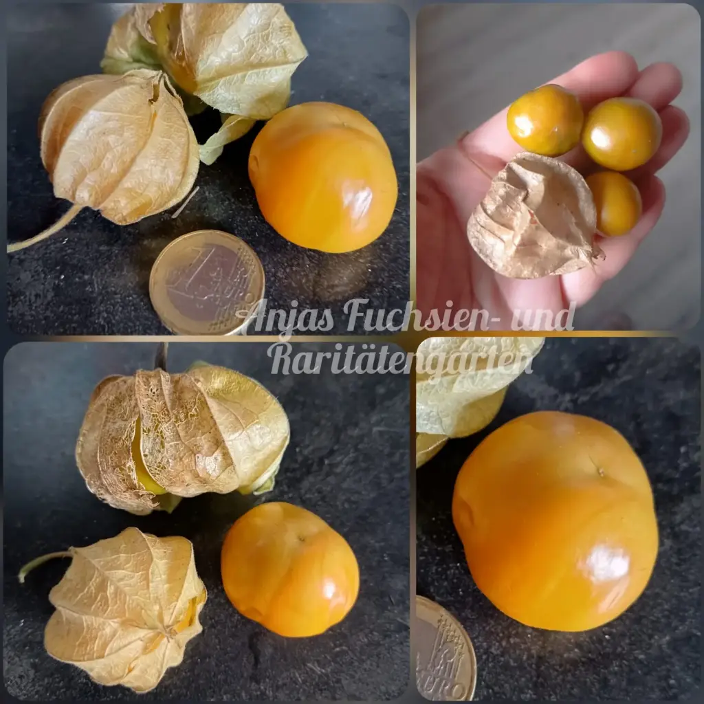 Riesenphysalis 'Perm'