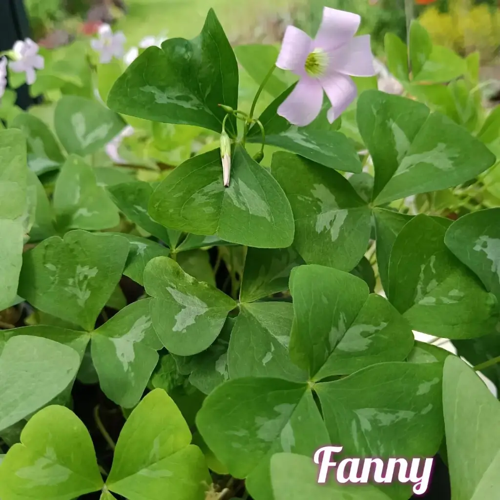 Dreiecksklee 'Fanny'