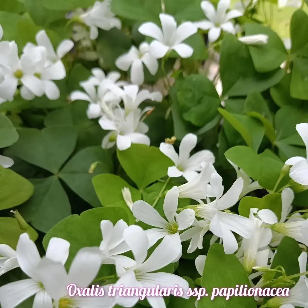 Dreiecksklee Oxalis triangularis ssp. papilionacea