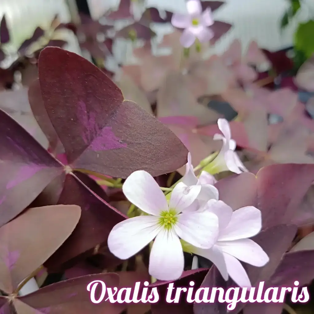Dreiecksklee Oxalis triangularis 