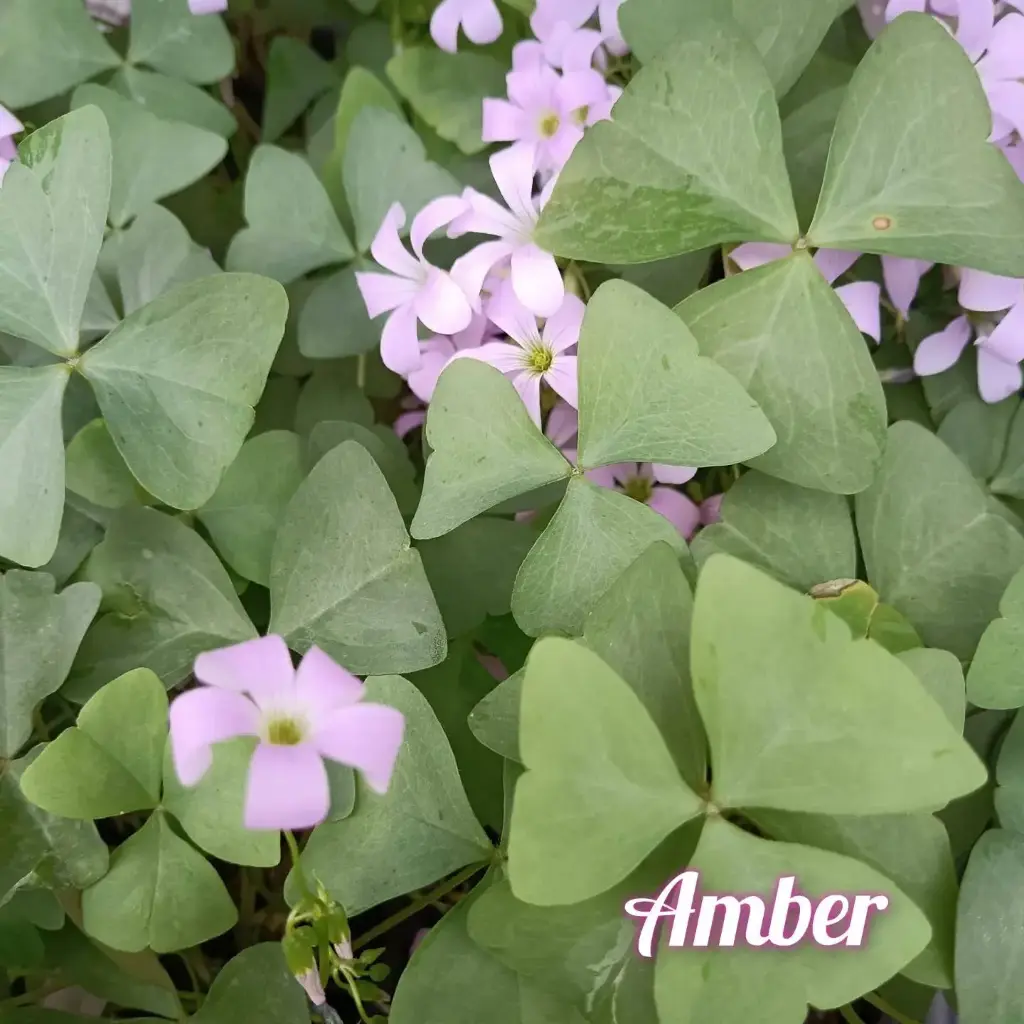 Dreiecksklee Oxalis triangularis  'Amber'