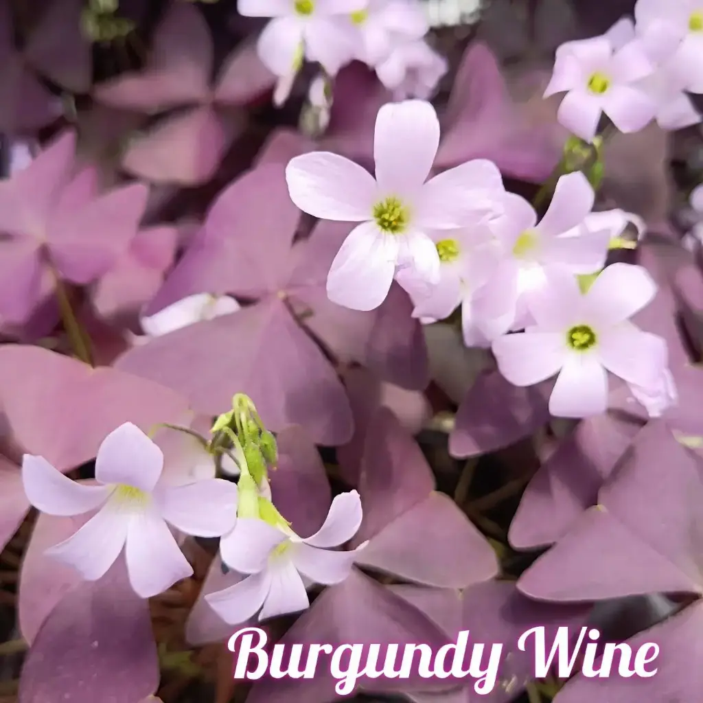 Dreiecksklee Oxalis triangularis  'Burgundy Wine' 