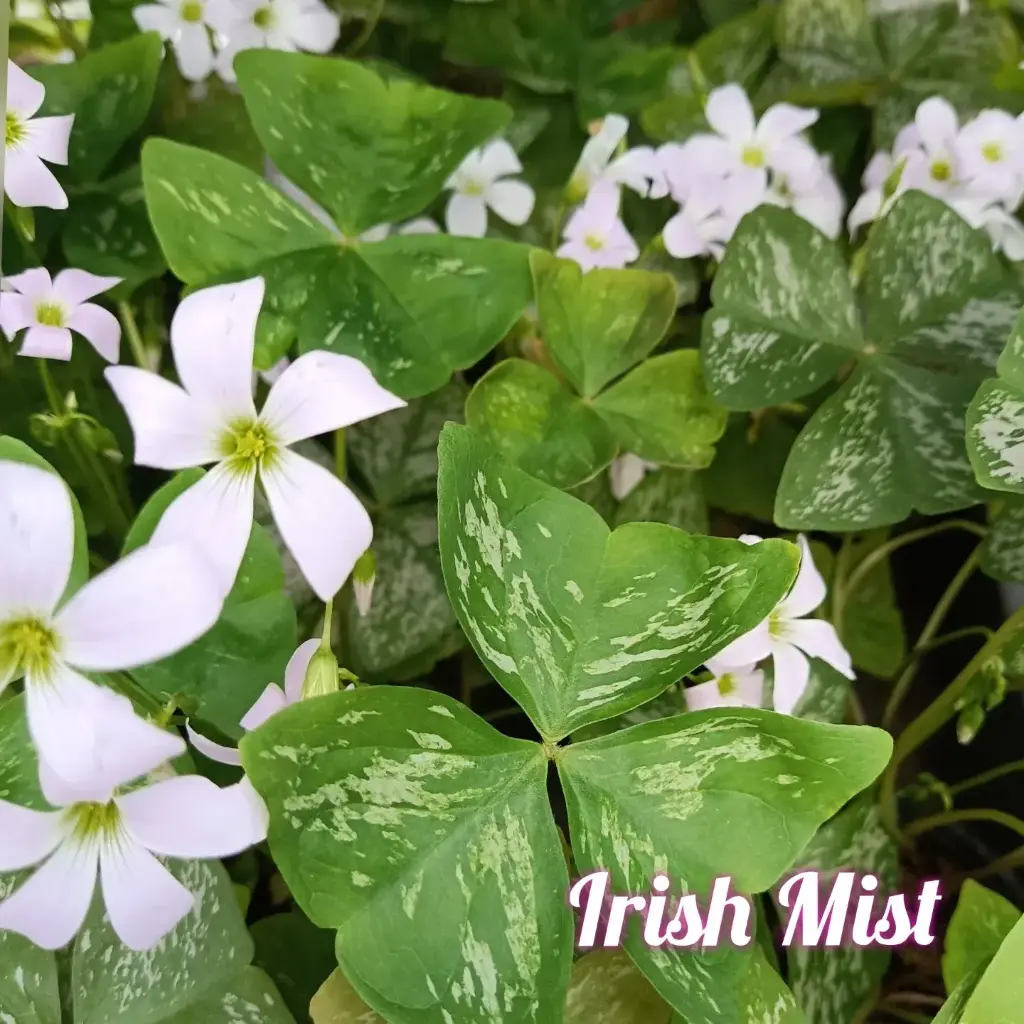 Dreiecksklee Oxalis triangularis  'Irish Mist'