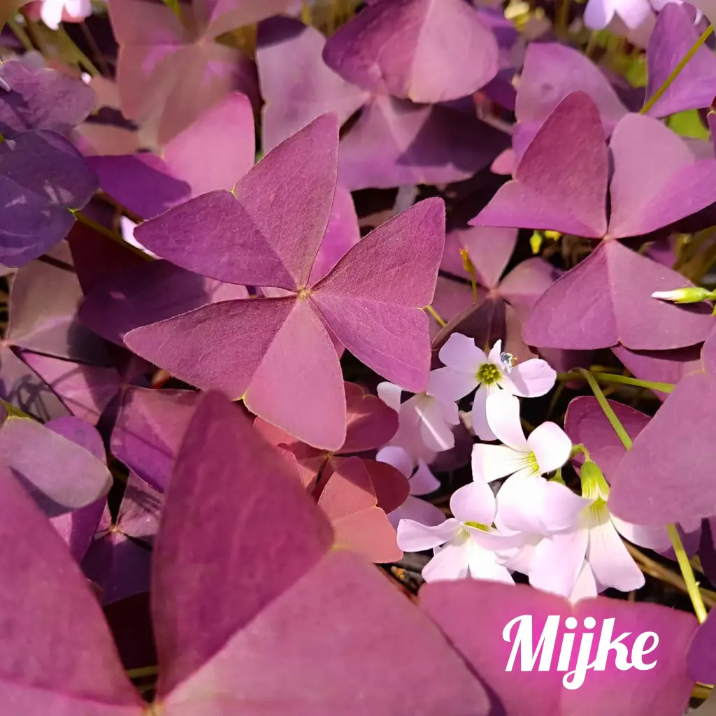 Dreiecksklee Oxalis triangularis  'Mijke'