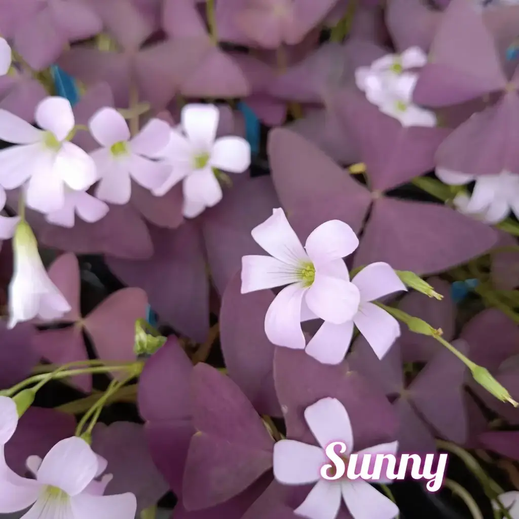 Dreiecksklee Oxalis triangularis  'Sunny'