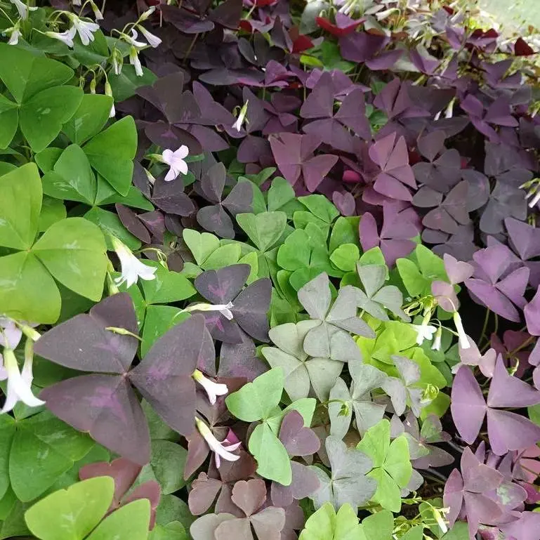 Dreiecksklee Oxalis triangularis  Mix