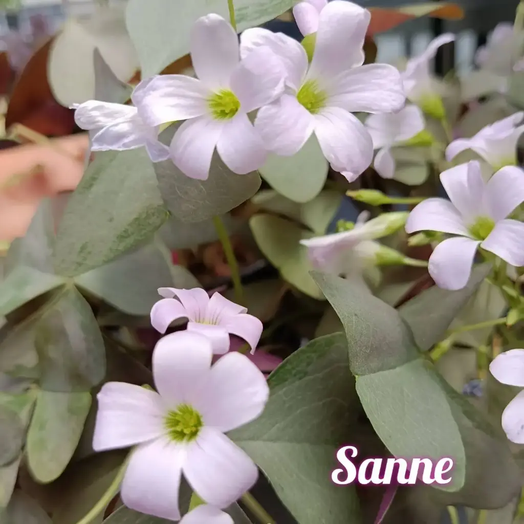 Dreiecksklee Oxalis triangularis  'Sanne'