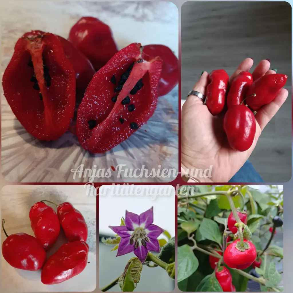 Baumchili 'Rocoto Red'