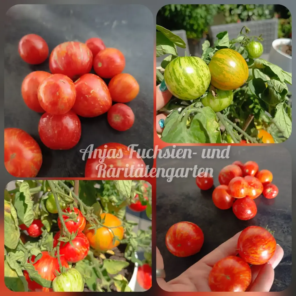 Tomate 'Pixie Striped'