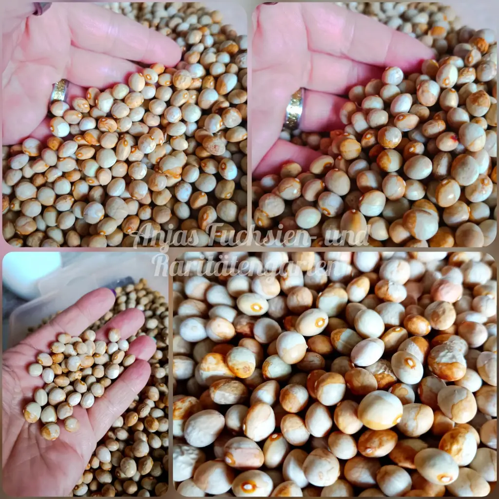 Stangenbohne 'Gold und Silber'