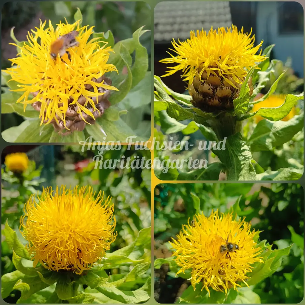 Gelbe Riesenflockenblume