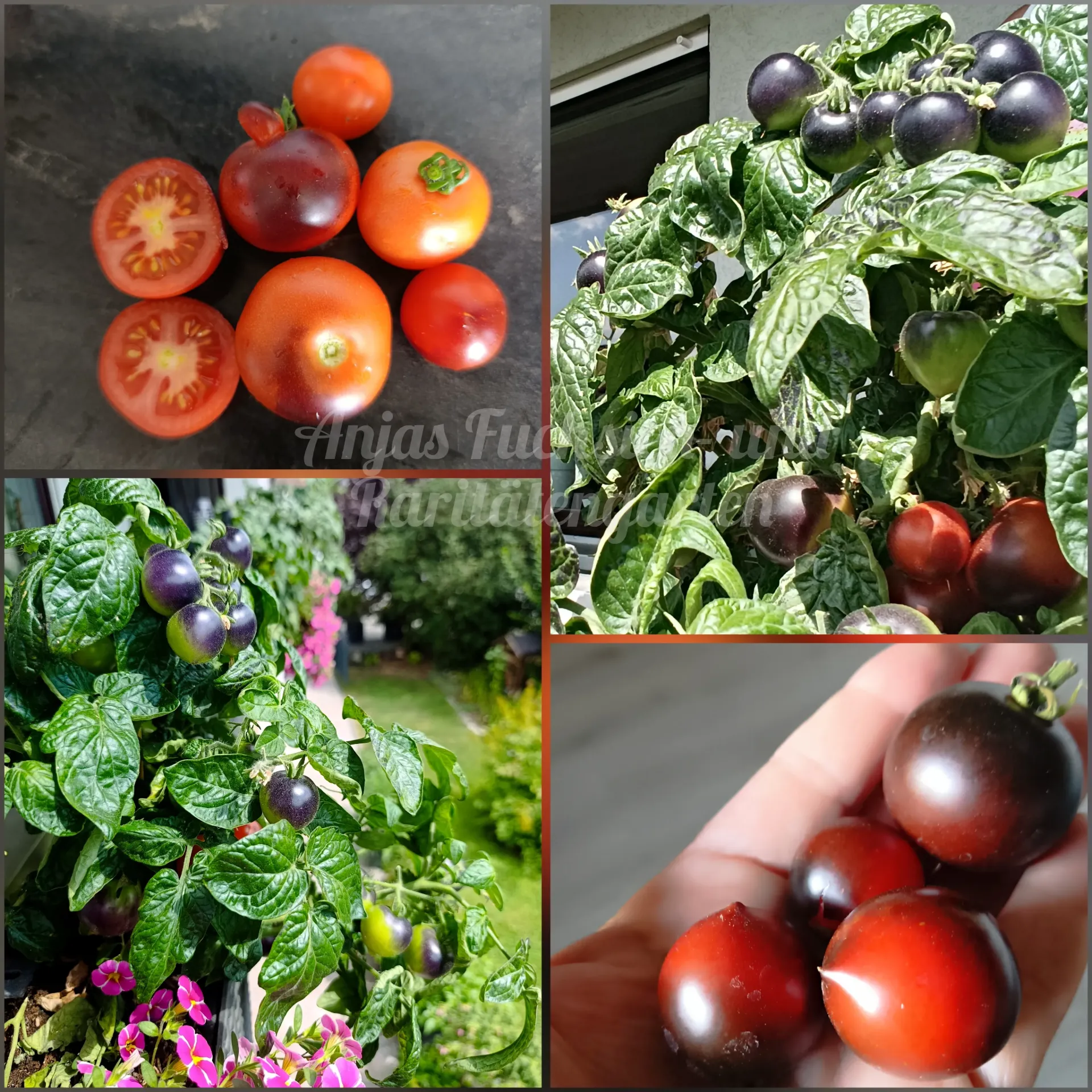 Tomate 'Tartufo'