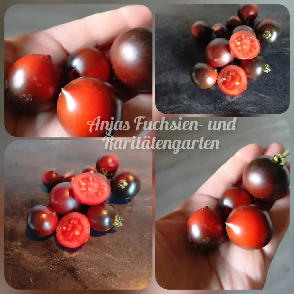 Tomate 'Tartufo'