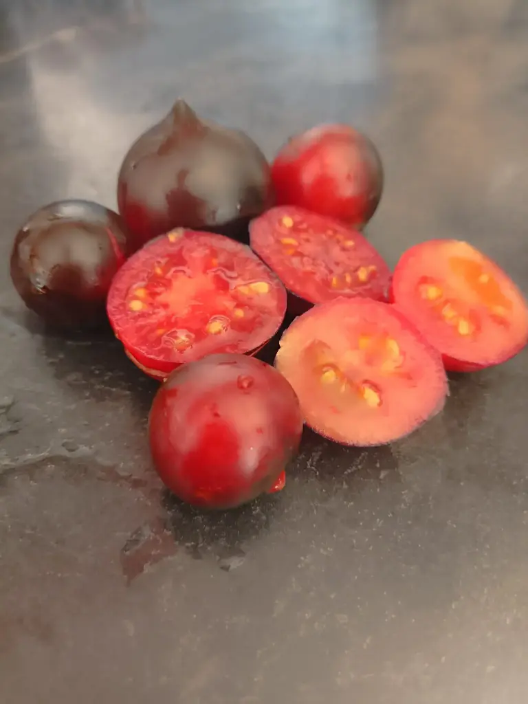 Tomate 'Blaue Zimmertomate'