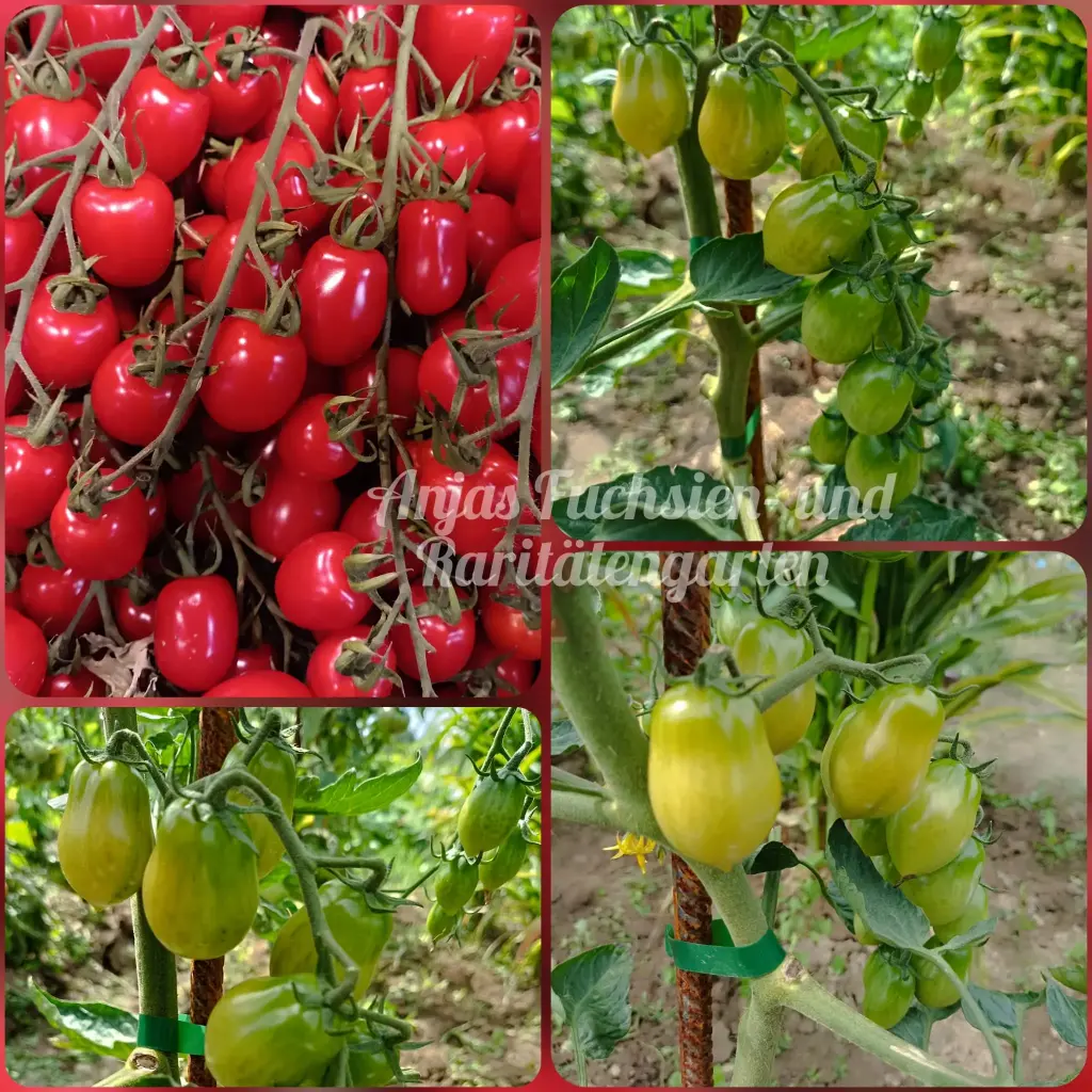 Tomate 'Anjas Dattelwein'