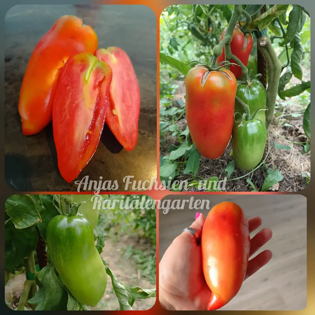Tomate 'Andenhorn'