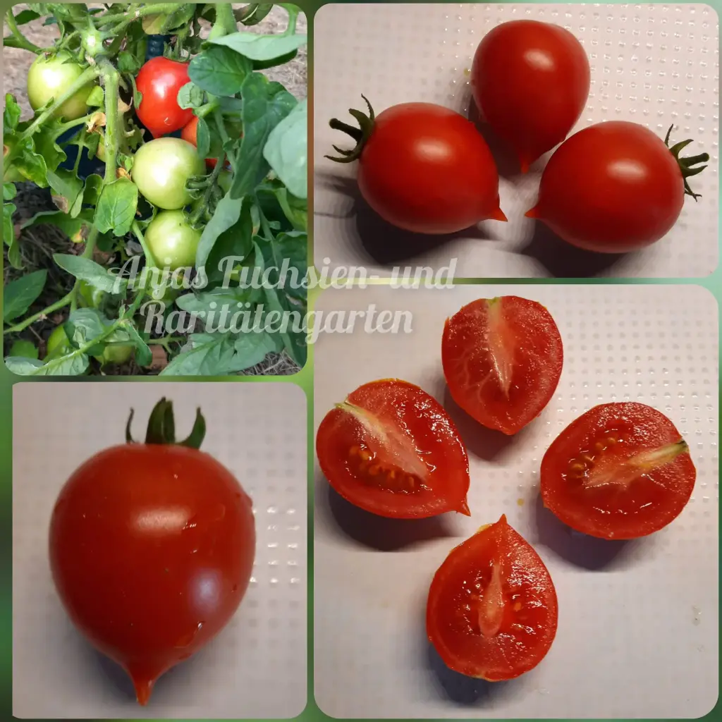 Tomate 'Ilona'
