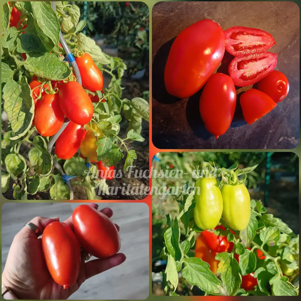 Tomate 'San Marzano'