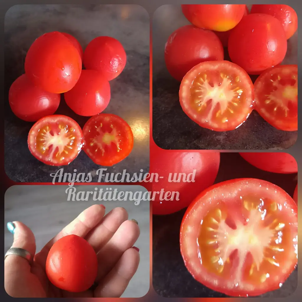 Tomate 'Ruthje'