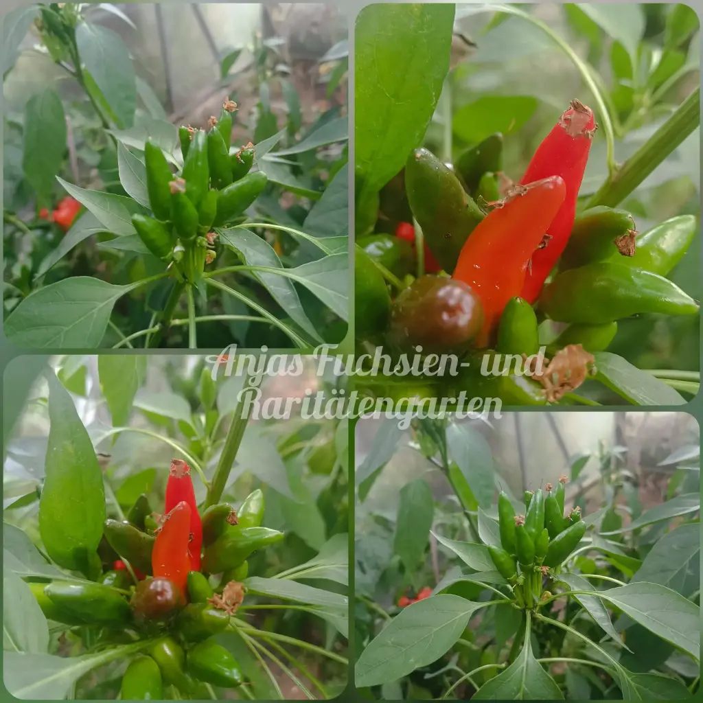Chili 'Roter Zipfel'