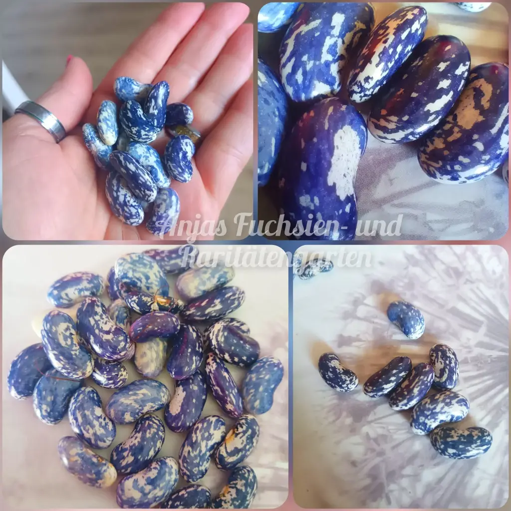 Reiserbohne 'Bamberger Blaue'