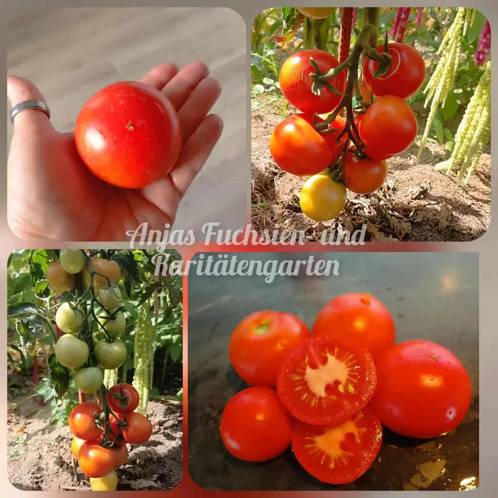 Tomate 'Hellfrucht'