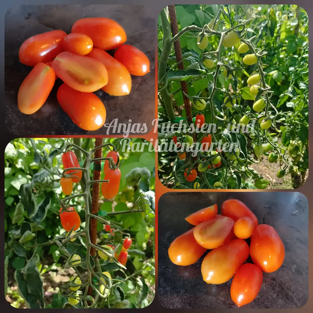 Tomate 'Taiwan Teardrop'