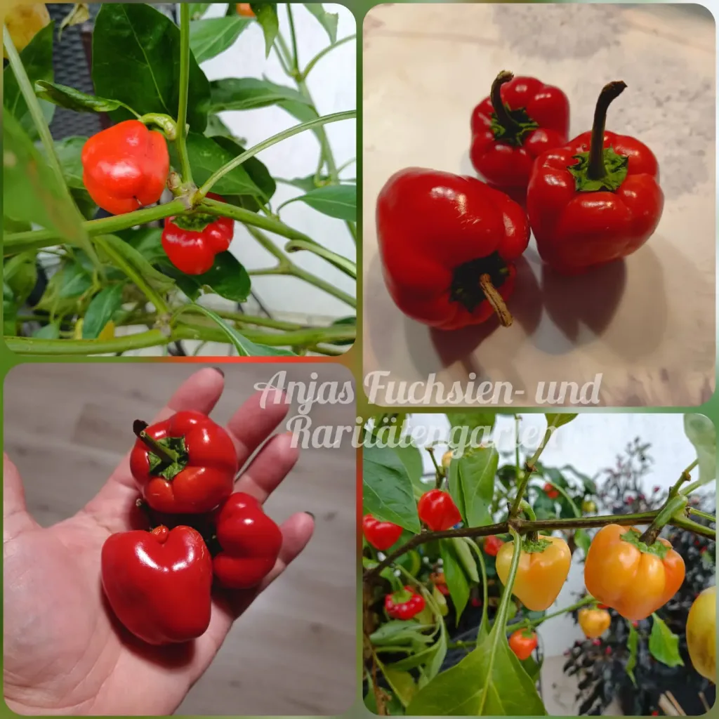 Chili 'Hot Apple' | Anjas Fuchsien- und Raritätengarten