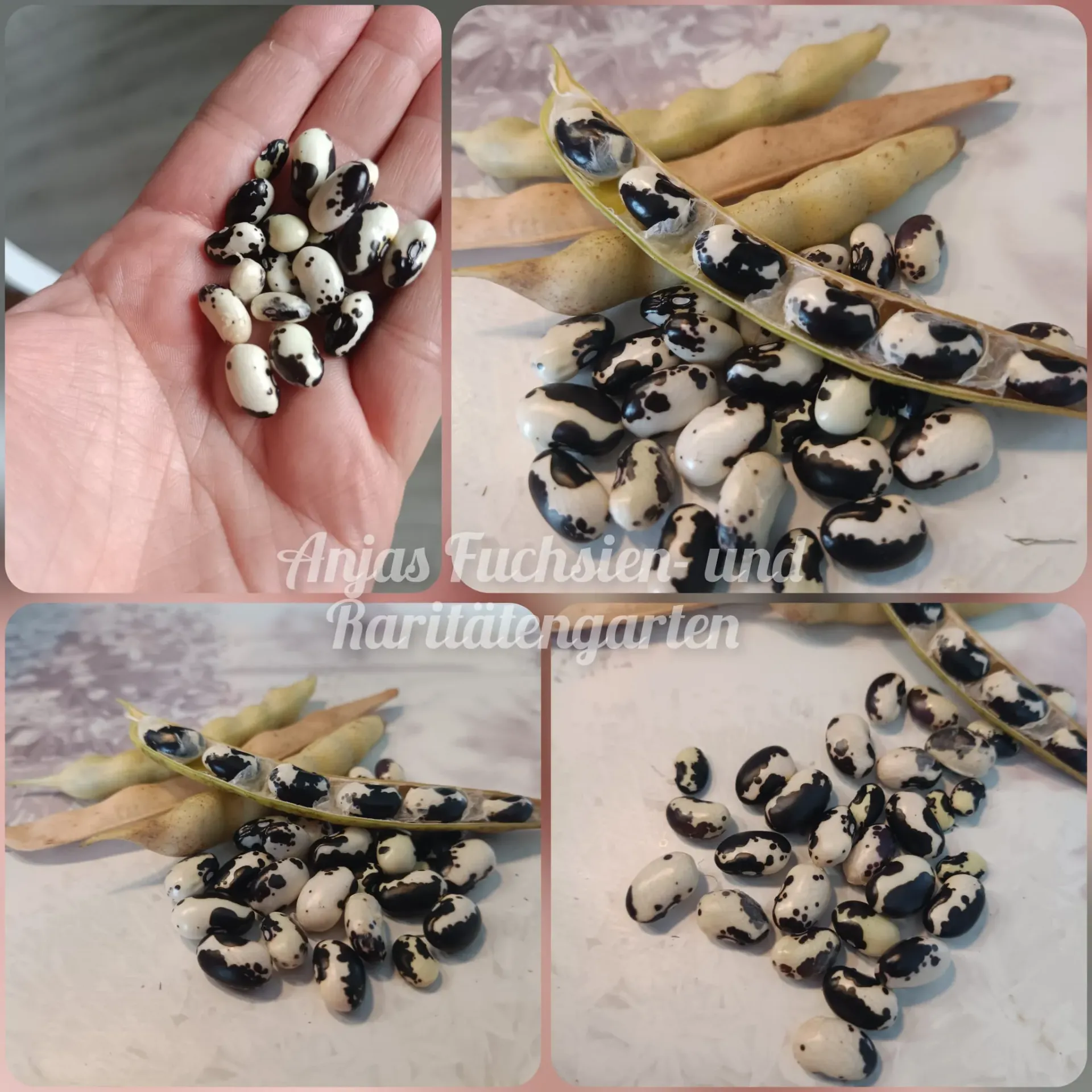 Reiserbohne 'Orca Double Helix Strain'